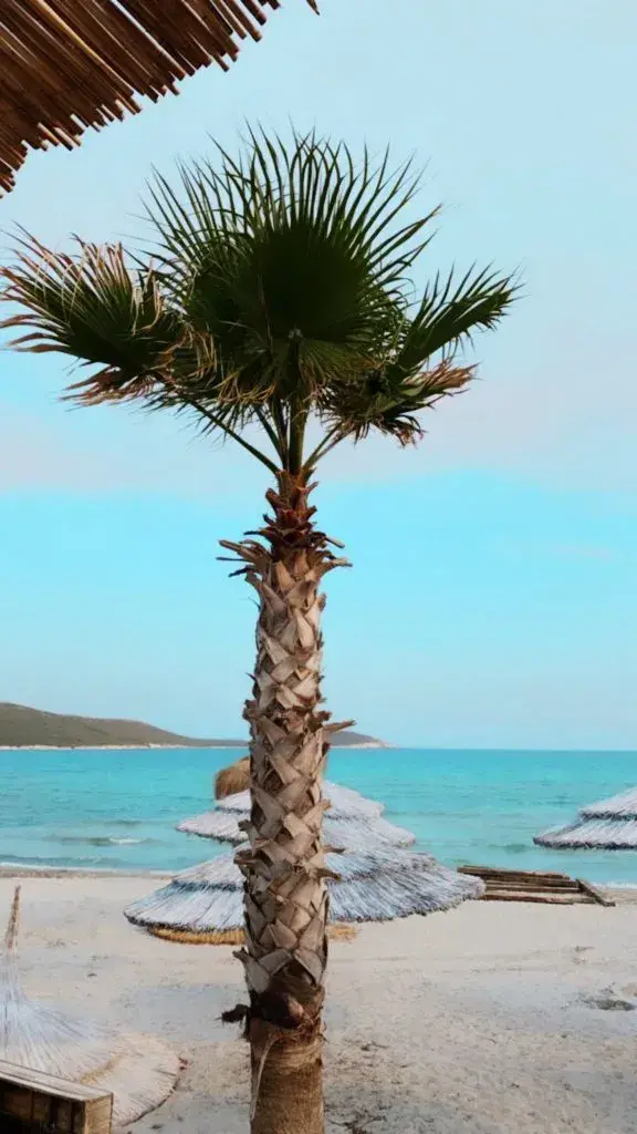 Elias Alaçatı Beach fotoğraf 3