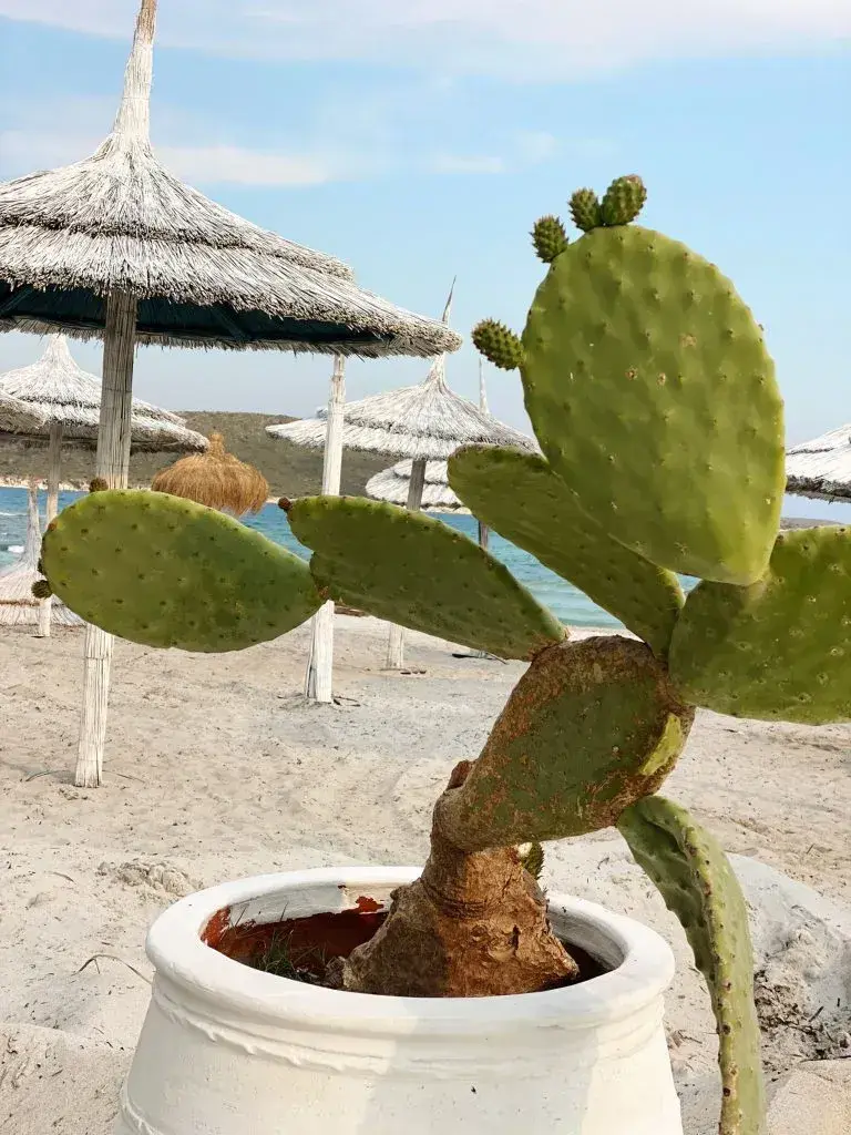 Elias Alaçatı Beach fotoğraf 2
