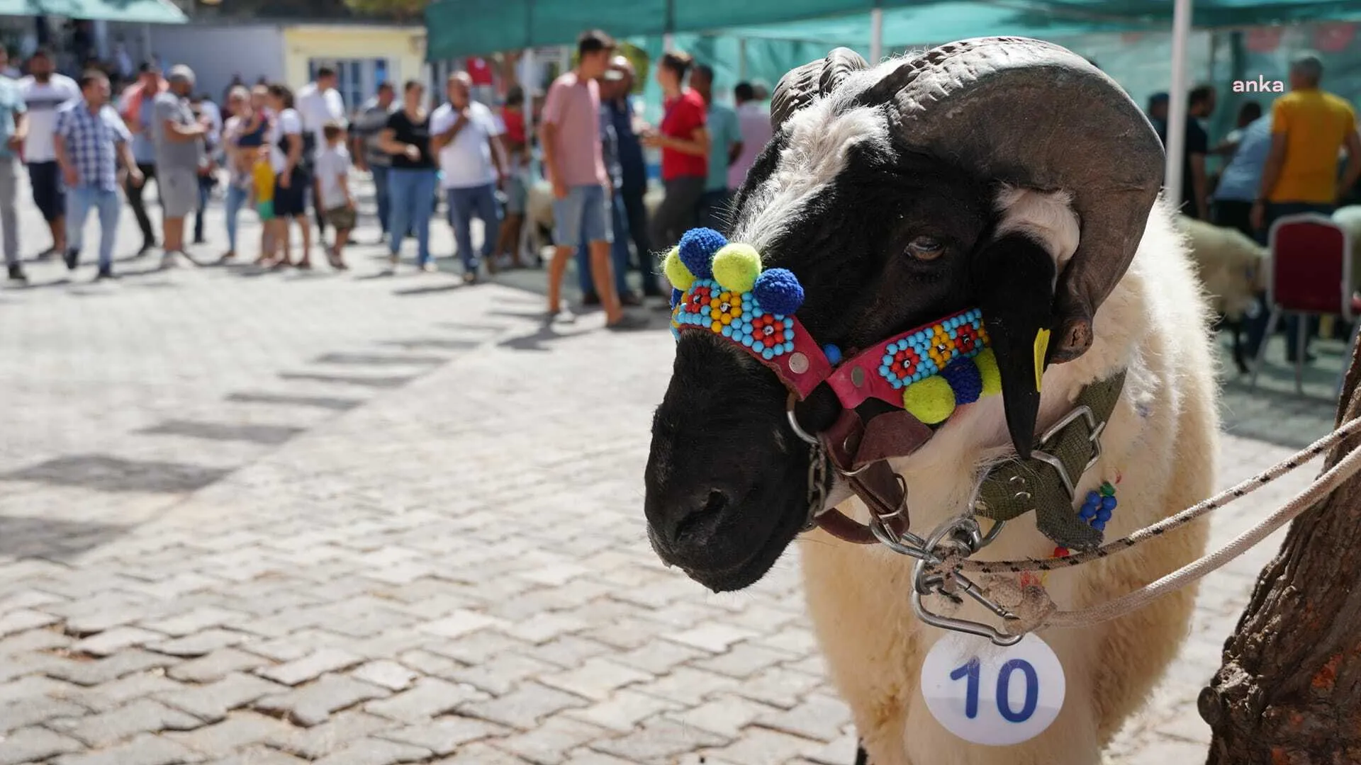 Ovacık Tarım ve Sakız Koyunu Festivali 2026